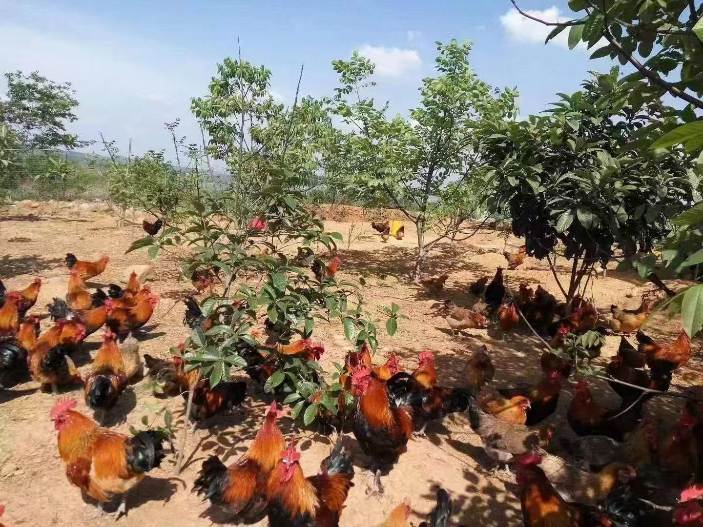 康圆家膳生态跑山鸡