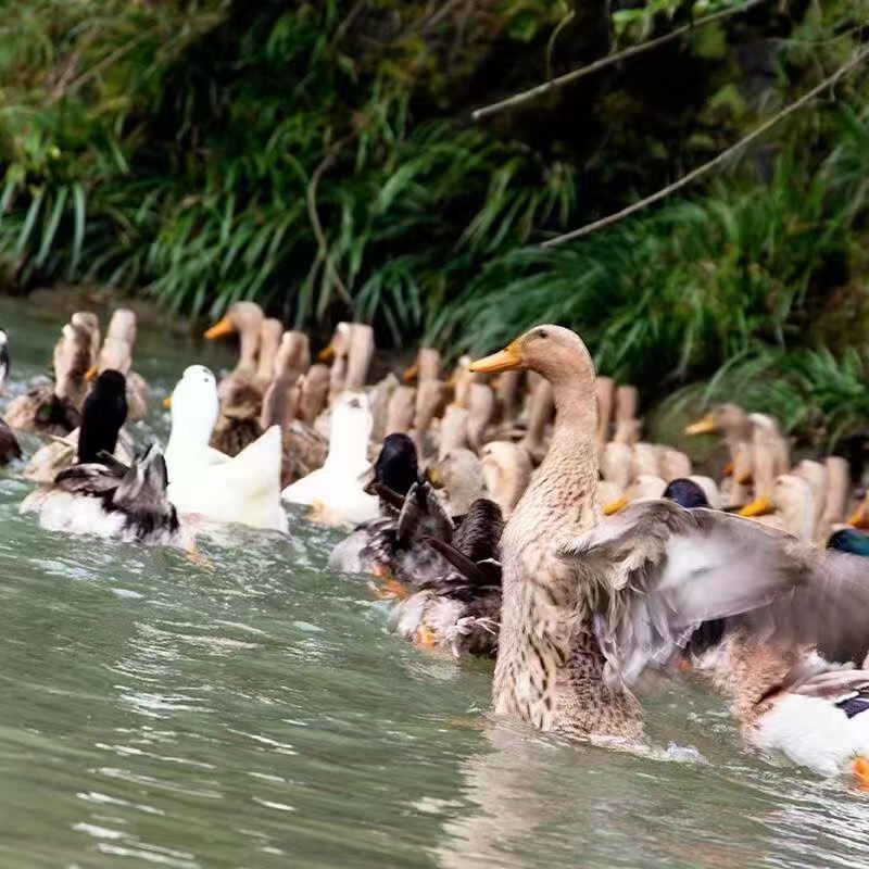 康圆家膳生态麻鸭
